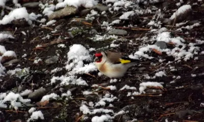Неожиданные гости. 9 редких и красивых птиц, которых заметили на Алтае этой  зимой | Новости без \"официоза\" и запретных тем | Дзен
