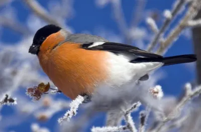 Птицы алтая зимой фото фото