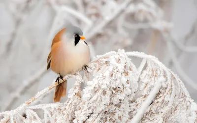 птицы алтайского края зимой фото