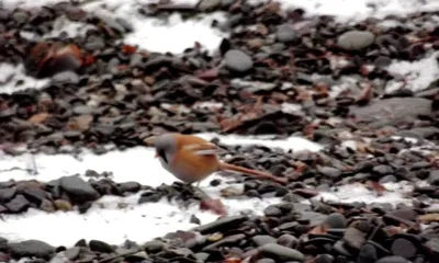 Покормите птиц зимой — Алтайский биосферный заповедник
