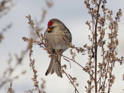 Птицы Алтая зимой - 48 фото