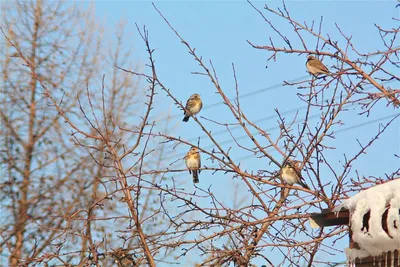 Птицы алтайского края - фото и картинки: 70 штук