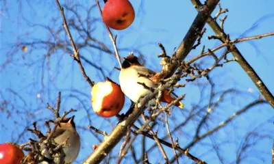 Покормите птиц зимой — Алтайский биосферный заповедник