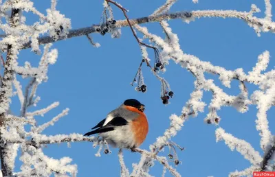 Какие птицы и как зимуют на Алтае: фотоподборка - Толк 03.12.2019