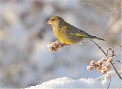 Как помочь птицам в зимний период