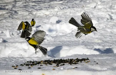 птицы алтайского края зимой фото