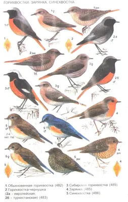 Птицы Алтайского края - картинки и названия птиц.