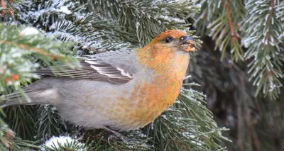 Публикуем фотографии зимних птиц Алтайского края