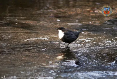Необычные птицы обосновались у незамерзающей реки в Алтайском крае