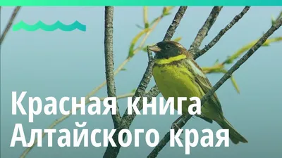 Певчие, важные, яркие: 9 мигрирующих птиц, которые гостят в Алтайском крае  | Новости без \"официоза\" и запретных тем | Дзен