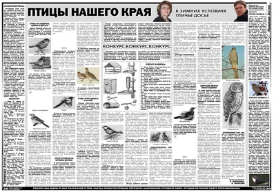 Алтайские птицы - картинки и фото poknok.art
