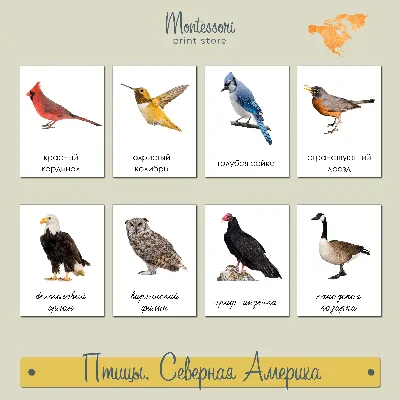 Птицы Северной Америки - карточки Монтессори купить и скачать