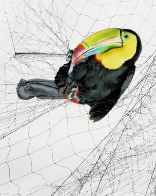Птицы Америки: Как пойманные птицы помогают сохранению окружающей среды |  Пикабу