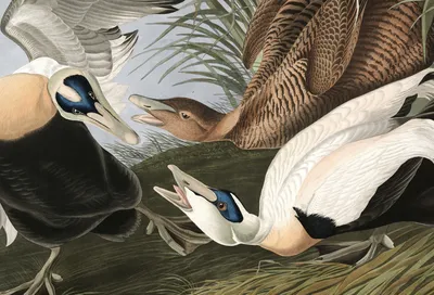 Все 435 иллюстраций знаменитых «Птиц Америки» Джона Одюбона доступны онлайн  | Артхив