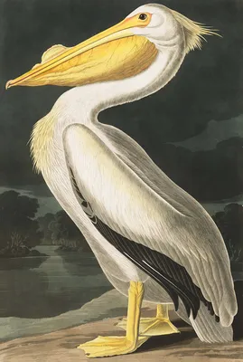Принт Американский белый пеликан из серии Птицы Америки (Джон Джеймс  Одюбон. 1840г) | Рамер - галерея, багетная мастерcкая.