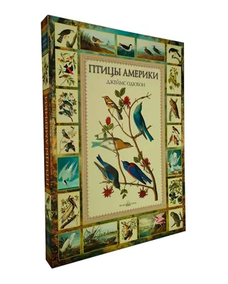 Птицы Америки на картинах John James Audubon: Идеи и вдохновение в журнале  Ярмарки Мастеров