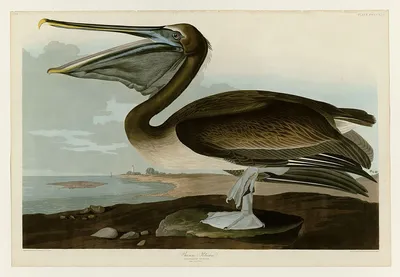 Невероятные иллюстрации из винтажной книги Джона Одюбона «Птицы Америки»