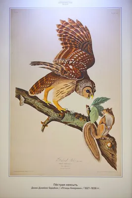 Птицы Америки из рисунков, сделанных в США - PICRYL Изображение в  общественном достоянии