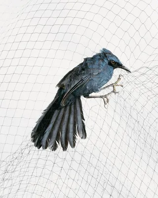 Птицы на книжных страницах» Государственный Дарвиновский музей