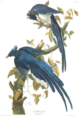 Птицы Америки на картинах John James Audubon: Идеи и вдохновение в журнале  Ярмарки Мастеров