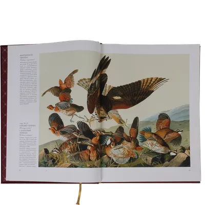 👵 ВИНТАЖ👵 А эти панно с 2-3 птичками-красивейший иллюстрации рисунков  Базил Эде из серии «Редкие птицы Америки», печать 60-70 гг. 🐦… | Instagram