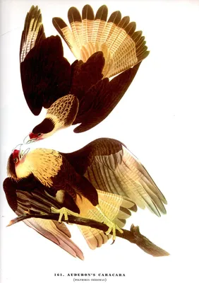 Репродукции Произведений Искусства Лысый Орел С Птицы Америки по John James  Audubon (1785-1851, Haiti) | WahooArt.com