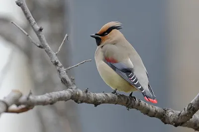 Какие редкие птицы обитают в Амурской области?