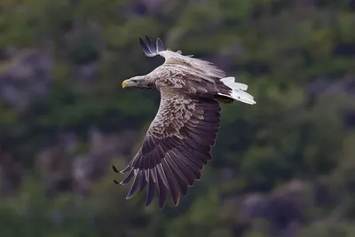 Фотография Сибирская горихвостка (Phoenicurus auroreus) Архара, Амурская обл,  Россия | Фотобанк ГеоФото/GeoPhoto | GetImages Group