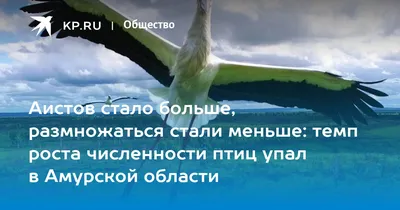 Итоги конкурса «Знакомьтесь, зимующие птицы Приамурья!». | 02.02.2023 | Зея  - БезФормата