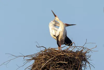 Аистов стало больше, размножаться стали меньше: темп роста численности птиц  упал в Амурской области - KP.RU