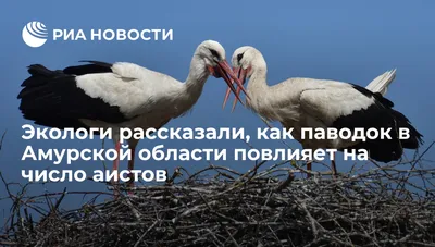 Мертвые птицы усеяли дороги города в центральном российском регионе: жители  увидели в этом знак апокалипсиса