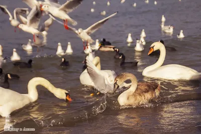 Черно-подогнали птица стройными ногами на мелководье (himantopus Himantopus  Анапа, Россия) Стоковое Изображение - изображение насчитывающей  водоплавающие, птиц: 166476751