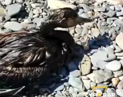 Эксперты установили причины массовой гибели птиц на Черном море