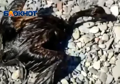 На берег моря в Анапе прибились водоплавающие птицы с черными маслянистыми  перьями