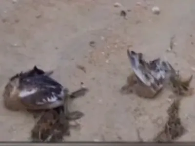 Птиц в мазуте обнаружили на пляже в Анапе - Новости - Анапа - Окей Город
