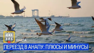 Зеленые Анапа. Экология - В желудках погибших на берегу Чёрного моря птиц  оказались частицы пластика Мёртвых животных уже больше месяца находят  местные жители. Росприроднадзор объяснил причину гибели птиц на  черноморском побережье. В