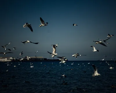 Город сегодня\": море лебедей. Фото Анапы от 17 февраля
