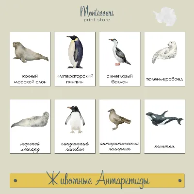 Список птиц Антарктиды — Википедия