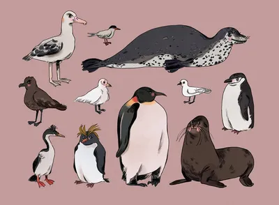 Животные Антарктиды - карточки Монтессори купить и скачать