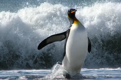Пингвины Антарктики - Как живут пингвины в дикой природе - фото - ZN.ua