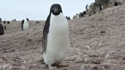 Пингвины: уникальные жители Антарктиды и не только. | Животный мир | Дзен