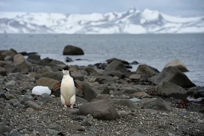 Капский буревестник антарктическая птица антарктида | Премиум Фото