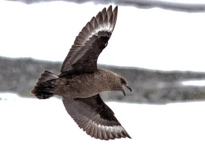 птица в антарктиде - онлайн-пазл