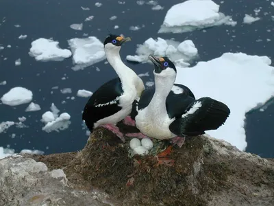 В Новую Зеландию из Антарктиды впервые почти за 30 лет приплыл пингвин. Он  преодолел около 3000