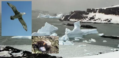 Антарктида: на ледяном континенте нашли кости древних гигантов / NV