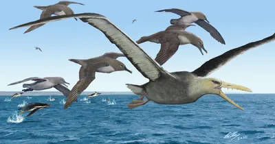 Ученые нашли в Антарктиде останки гигантской птицы - новости мира