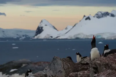 Удивительные животные населяющие антарктиду | Клуб любителей природы | Дзен