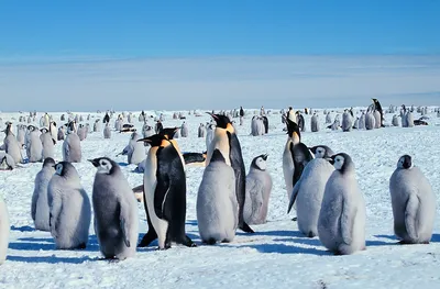 Скачать обои птицы, пингвин, антарктида, пингвины, антарктика разрешение  1280x800 #128979
