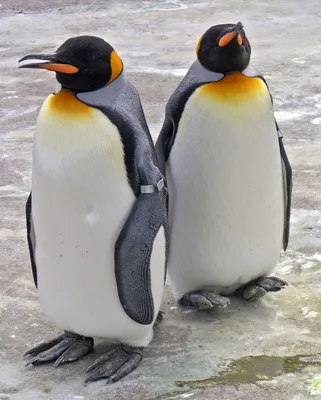 Птицы Антарктиды стоковое изображение. изображение насчитывающей  исследование - 172482617