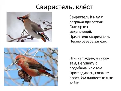 Птицы Архангельской области - фото с названиями и описанием
